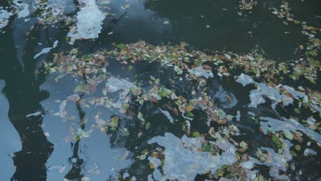 Ruhiges-Wasser-Des-Wissahickon-Creek,-Blätter