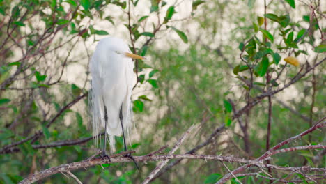white-egret-in-breeding-plumage-perched-on-branch-with-trees-in-background