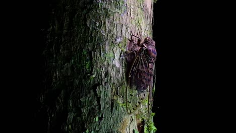Esta-Cigarra-Gigante-Trepando-Un-árbol-En-La-Noche,-Megapomponia-Intermedia,-Encontrada-En-Las-Selvas-De-Tailandia