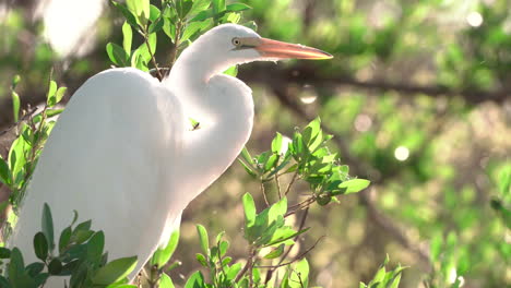 white-egret-backlight-with-foliage