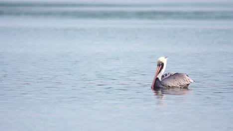 brown-pelican-in-blue-water