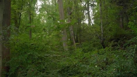Forest-grove-in-Pennsylvania-near-Wissahickon-Creek