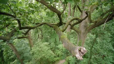 Rama-De-Un-árbol-Complejo,-Wissahickon-Creek