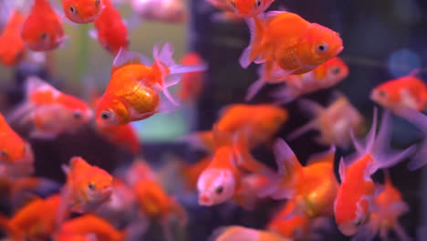 Beautiful-goldfish-in-fish-tank