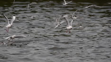 Terns-and-Gulls-Skimming-for-Food-are-migratory-seabirds-to-Thailand,-flying-around-in-circles,-taking-turns-to-skim-for-food-floating-on-the-sea-at-Bangpu-Recreational-Center-wharf