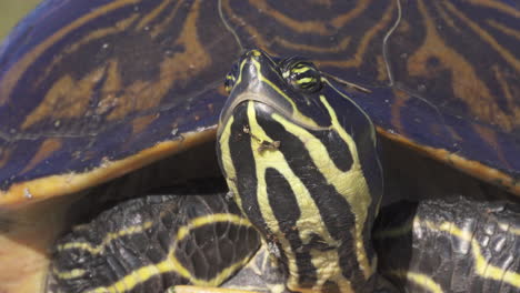 Florida-Rotbauchschildkröte-Nahaufnahme-Gelb-Und-Schwarz
