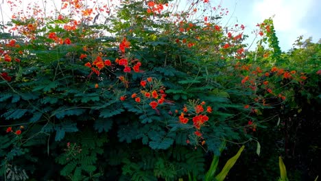 Büschel-Hübscher-Rot-gelber-Blüten-Wiegen-Sich-In-Der-Sanften-Morgenbrise