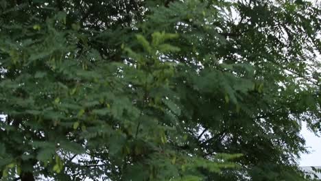Bottom-up-view-of-tree-leaves-while-camera-moves
