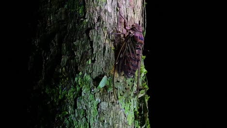 Diese-Riesige-Zikade,-Die-Nachts-Auf-Einen-Baum-Klettert,-Megapomponia-Intermedia,-Gefunden-Im-Dschungel-Von-Thailand