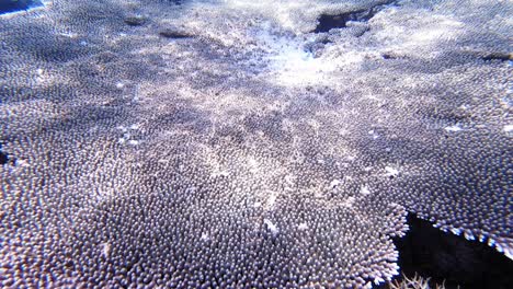 Ein-Wunderschönes-Und-Vielfältiges-Korallenriff-Auf-Den-Philippinen-Mit-Bunten-Fischen,-Die-Herumschwimmen