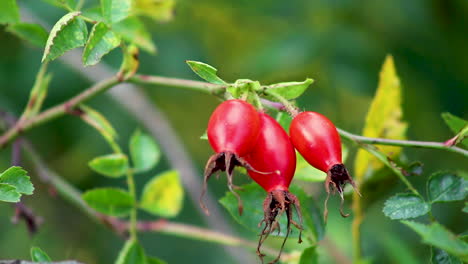 Ripe-red-rose-hips-hanging-on-the-wild-dog-rose-hedgerow-plant-ready-for-picking