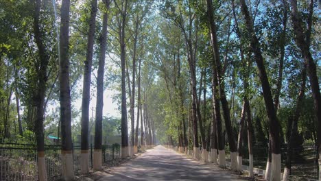 Calle,-árboles-Y-Destellos-Solares-En-El-Parque-Nacional-De-Humedales-De-Hanshiqiao,-Beijing,-China