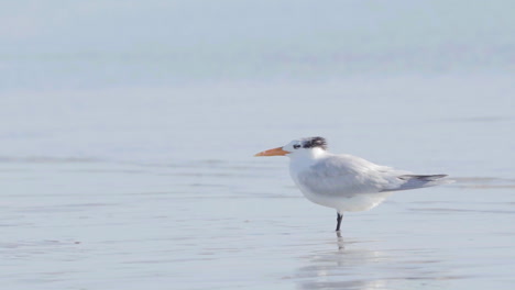 royal-tern-at-beach-ocean