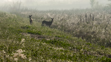 two-deer-in-south-florida-everglades