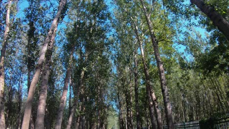 Low-angle-to-High-angle-tilt-up-shot-of-Trees-in-Hanshiqiao-Wetland-National-Park,-Beijing,-China