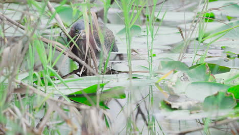 Grünreiher,-Der-Von-Seerosenblättern-Im-Everglades-Sumpf-Ruht