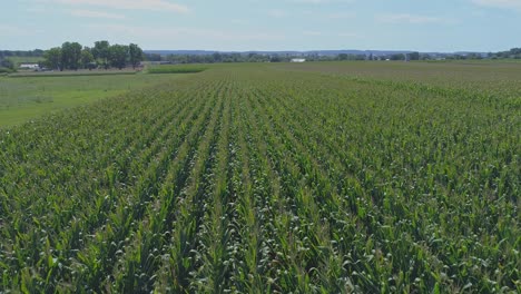 Eine-Luftaufnahme-Von-Amischen-Ackerland-Und-Landschaft-Mit-Maisfeldern-An-Einem-Sonnigen-Sommertag