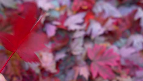 4K-stock-footage-video-of-a-hand-spinning-a-single-red-maple-leaf-over-a-background-of-fallen-leaves