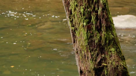 Wissahickon-Creek-Fließt-An-Einem-Baum-Vorbei