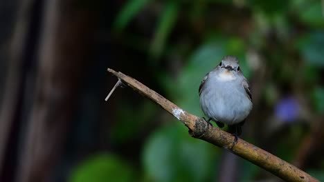 Taiga-Flycatcher,-Female,