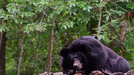 Malayan-Sun-Bear-about-to-fall-Asleep,-Helarctos-malayanus