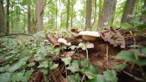 Mushrooms-growing-in-a-verdant-forest,-Wissahickon-Creek,-pennsylvania