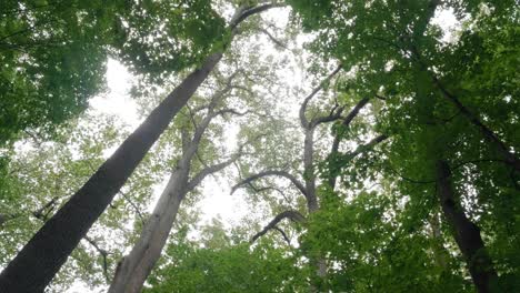 Looking-up-at-trees-tossed-by-wind,-Pennsylvania