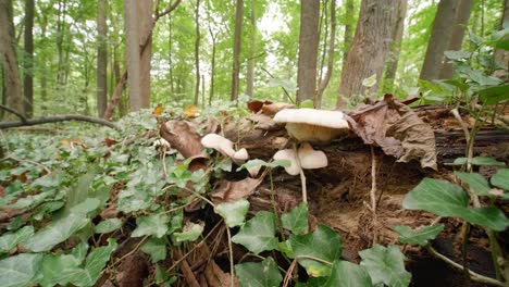 Mushrooms-growing-in-a-verdant-forest,-Wissahickon-Creek,-pennsylvania