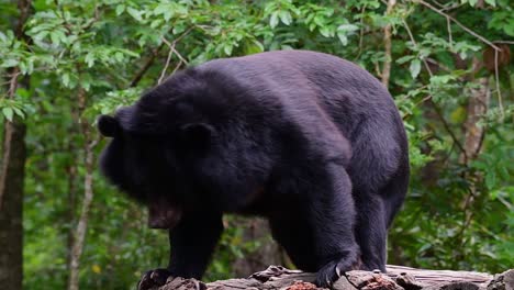Malayan-Sun-Bear-about-to-fall-Asleep,-Helarctos-malayanus