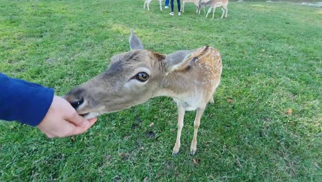 Beautiful-young-deer-is-eating-corn-from-a-human-hand