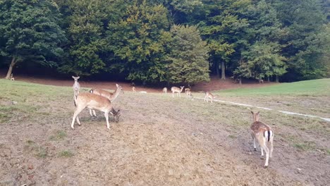 Roe-deer-standing-in-a-field