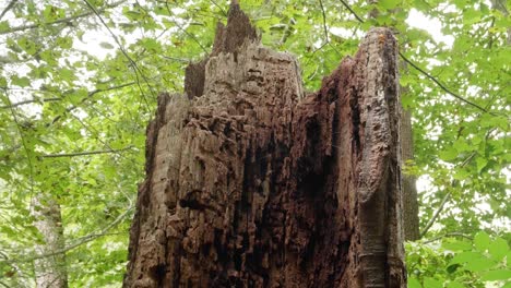 Rotting-tree-trunk-near-Wissahickon-Creek
