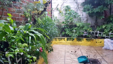 View-of-rain-falling-heavily-on-plants-in-a-small-garden-inside-a-house