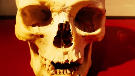 Creepy-review-of-a-human-skull-with-dark-background-on-a-red-table