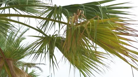 Detail-of-palm-leaves-moving-with-the-womb-over-a-white-sky