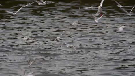 Terns-and-Gulls-Skimming-for-Food-are-migratory-seabirds-to-Thailand,-flying-around-in-circles,-taking-turns-to-skim-for-food-floating-on-the-sea-at-Bangpu-Recreational-Center-wharf