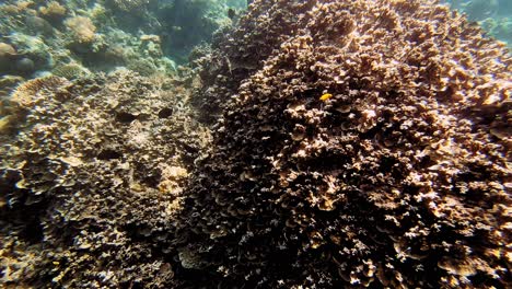 Eine-Handgeführte-Unterwasseraufnahme-Eines-Schwarms-Kleiner-Fische,-Die-Zusammen-In-Den-Seichten-Auf-Den-Philippinen-Schwimmen