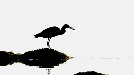 heron-silhouette-eating-fish-by-water