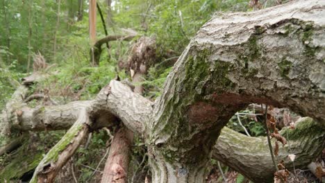 árbol-Caído-Y-Ramas-En-El-Bosque-En-Pensilvania