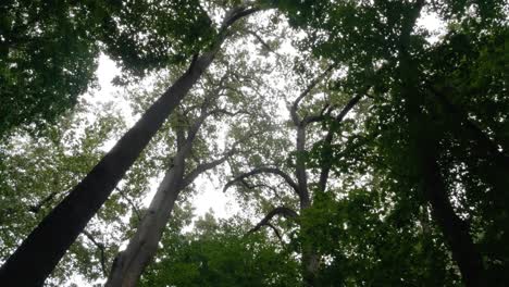 Looking-up-at-trees-tossed-by-wind,-Pennsylvania