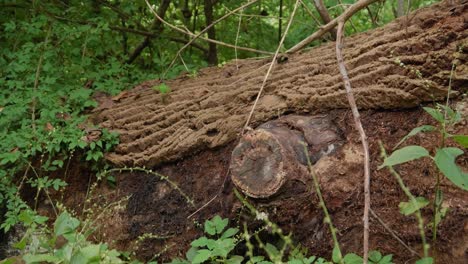 Panning-shot-of-fallen-tree,-Wissahickon-Creek