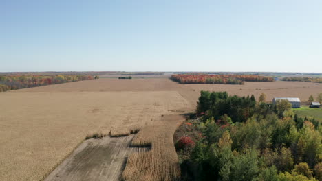 Wide-aerial-view-of-vast-field-of-corn-in-Autumn
