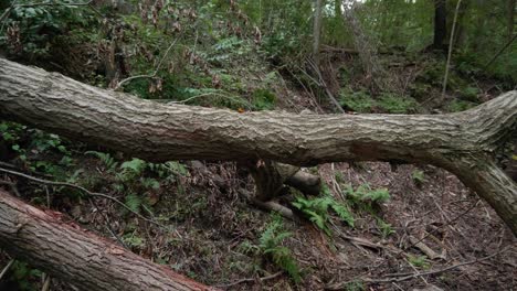 Toma-Panorámica-De-árboles-Caídos-Y-Ramas-En-El-Bosque-De-Pensilvania