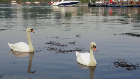The-Graceful-And-Elegant-Swans-Of-Pandorra,-Cornwall,-UK---Medium-Shot