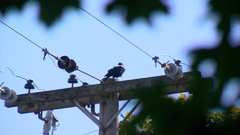 BIRD-ON-A-TELEPHONE-WIRE