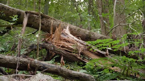 árbol-Caído-Y-Ramas-En-El-Bosque-En-Pensilvania