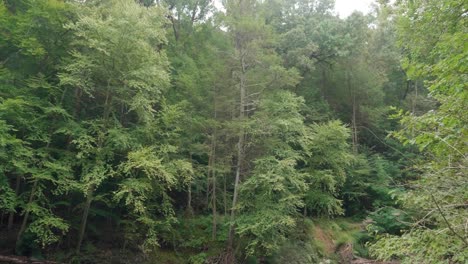 Wissahickon-Creek-Fließt-über-Felsen,-Steine,-Bäume-Im-Hintergrund