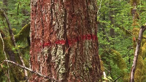 Red-marked-tree-for-cutting