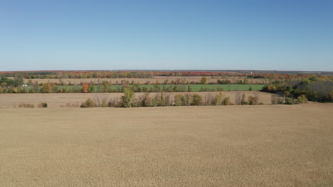Flat-autumn-landscape-of-vast-fields-of-corn-ready-for-harvest