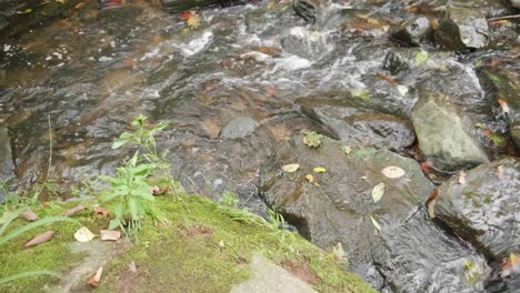 Wasserströme-über-Felsen-Und-Äste,-Wissahickon-Creek